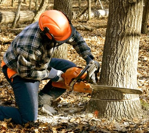 Tree Removal in Reno, OH